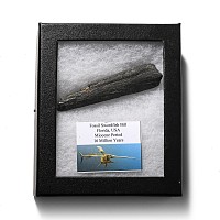 Fossil Swordfish Bill