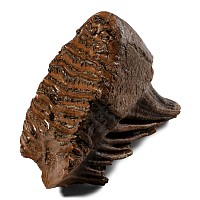 Fossil Woolly Mammoth Tooth