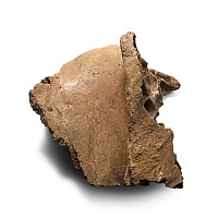 Large Fossil Woolly Mammoth Partial Skull