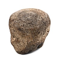 Fossil Whale Vertebra