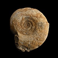 Large Fossil Parkinsonia Ammonite Specimen
