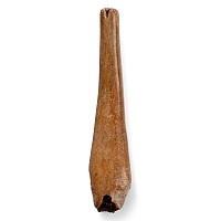 Alaskan Seal Fossil Penis Bone