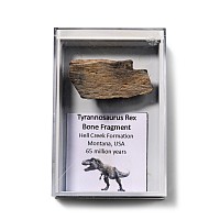Fossil Tyrannosaurus Rex Dinosaurus Bone