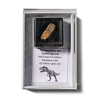 T-Rex Tooth Fragment