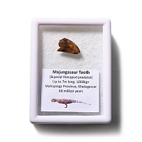 Majungasaur Predator Dinosaur Fossil Tooth