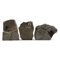 Planicosta Fossil Ammonite Group