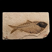 North American Diplomystus Fossil Fish