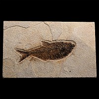 North American Diplomystus Fossil Fish