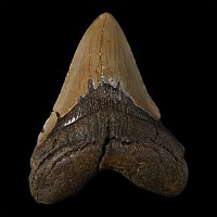 Large Megalodon Extinct Giant Shark Fossil Tooth