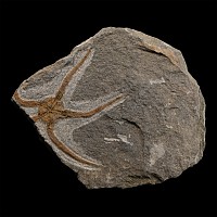 Fossil Brittle Star on Matrix