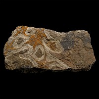 Fossil Brittle Star on a Matrix