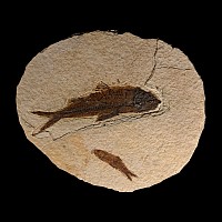 North American Double Fossil Knightia Fish Plate