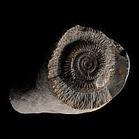 Dactylioceras Fossil Ammonite