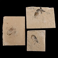 Group of Three Lebanese Fossil Shrimp