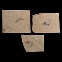 Group of Three Lebanese Fossil Shrimp
