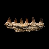 Mosasaur 'Marine Dinosaur' Fossil Jaw Section