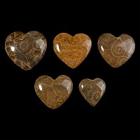 Group of Five Polished Fossilised Coral Head Hearts