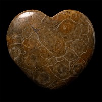 Large Polished Fossilised Coral Head Heart