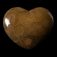 Large Polished Fossil Coral Head Heart