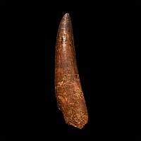 Spinosaurus Dinosaur Fossil Tooth