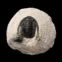 Cornuproetus Fossil Trilobite