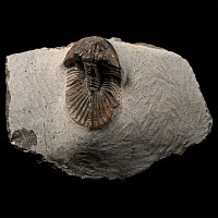 Scutellum Fossil Trilobite