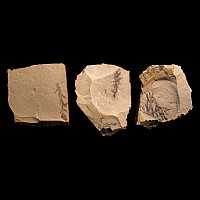Group of Three Metasequoia Fossils