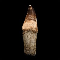 Mosasaur 'Marine Dinosaur' Fossil Tooth with Root