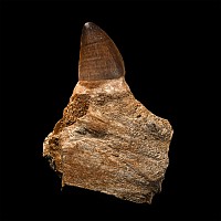 Mosasaur 'Marine Dinosaur' Fossil Tooth with Root