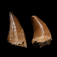 Two Mosasaur 'Marine Dinosaur' Fossil Teeth