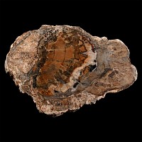 Cut and Polished Fossil Tree Slice