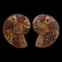 Cut and Polished Cleoniceras Fossil Ammonite