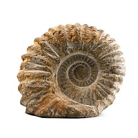 Agadir Fossil Ammonite