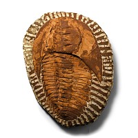 Cambropallas Fossil Trilobite