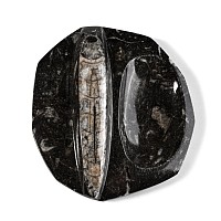 Fossil Orthoceras Polished Trinket Dish
