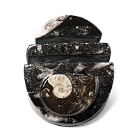 Fossil Goniatite Polished Letter Rack