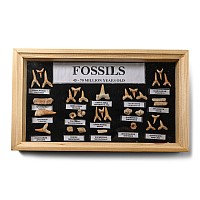 Fossil Shark Teeth and Bone Display