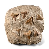 Multiple Otodus Extinct Shark Fossil Teeth Display