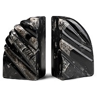 Polished Fossil Orthoceras Bookends