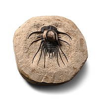 Dicranurus Fossil Trilobite in Matrix