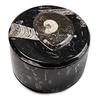 Fossil Goniatite Polished Round Trinket Box
