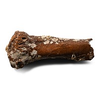 Large Woolly Mammoth Leg Bone
