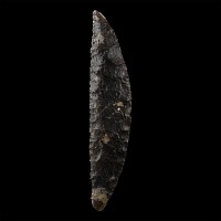 Very Large Danish Stone Age Knapped Senonian Flint Sickle
