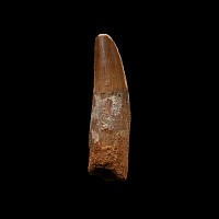 Spinosaurus Dinosaur Fossil Tooth