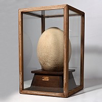 Intact Egg of the Aepyornis Maximus 'Elephant Bird'