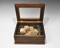 Geological Fossil Hadrosaur Dinosaur Egg Nest