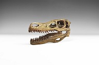 Natural History - Velociraptor Dinosaur Skull Replica