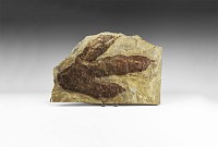 Natural History - Large Dilophosaurus Dinosaur Footprint