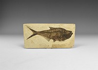 Natural History - Diplomystus Fossil Fish