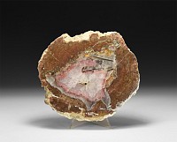 Polished Fossil Tree Section with Crystallised Centre